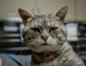 小姐姐抛弃猫咪,小姐姐的善举引发社会关注